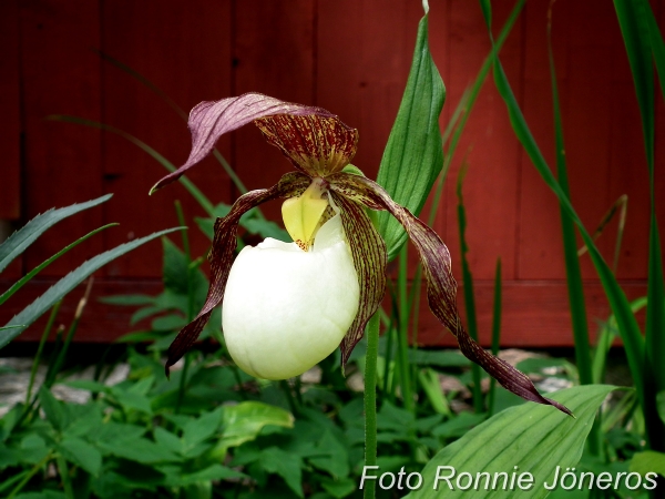 Cypripedium kentuckiense